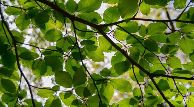 Nu in beeld: beuk