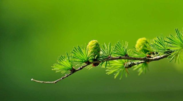 Nu in beeld: coniferen