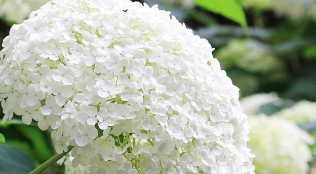 Nu in beeld: hortensia