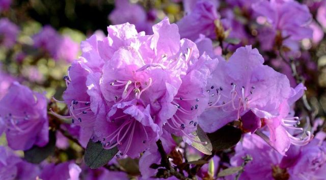 Nu in beeld: rododendron