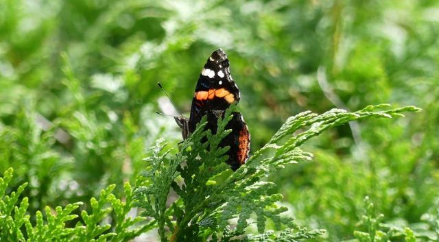 Nu in beeld: thuja