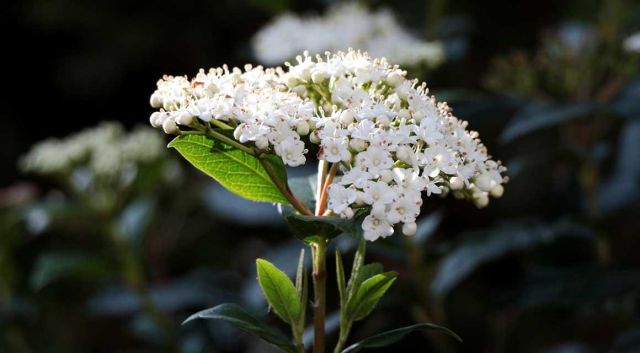 Nu in beeld: viburnum