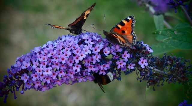 Nu in beeld: vlinderstruik