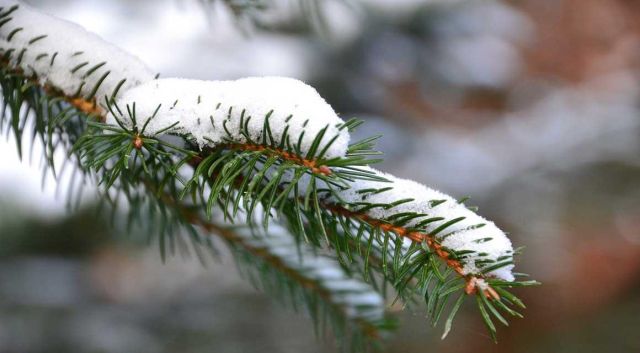 Haag planten winter