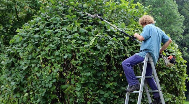 Haagplanten verzorgen