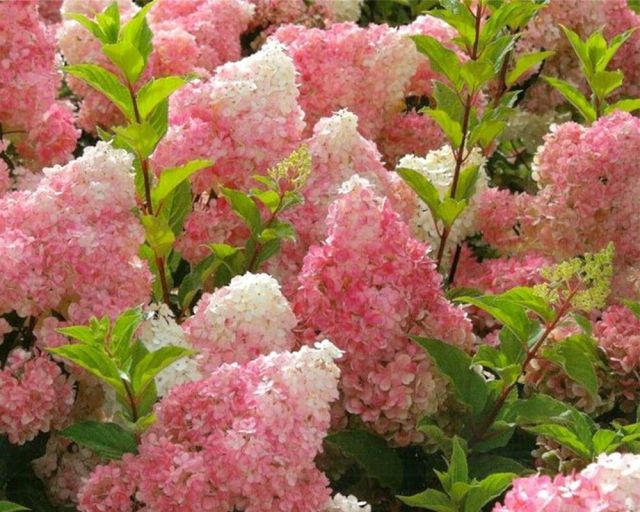 Hortensia’s kopen? Tijdloos, vernieuwend en altijd een blikvanger | Tuinplanten.nl