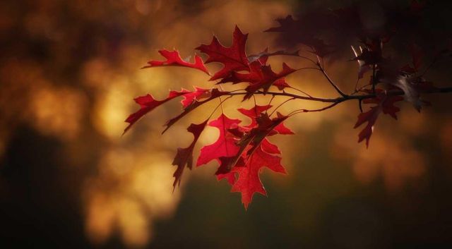 Prachtige kleuren in de herfst