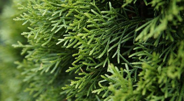 Nu planten: Thuja