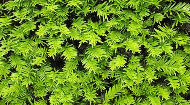 Planttijd kooptijd taxus