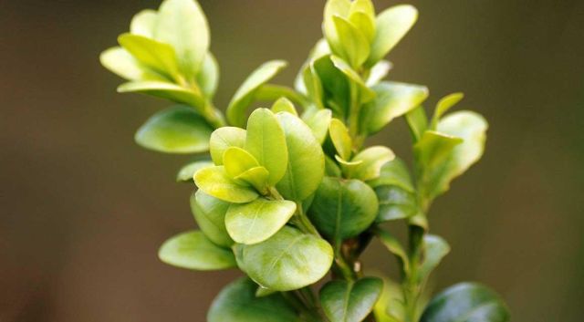 Nu snoeien: buxus