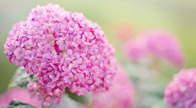 Nu snoeien: hortensia