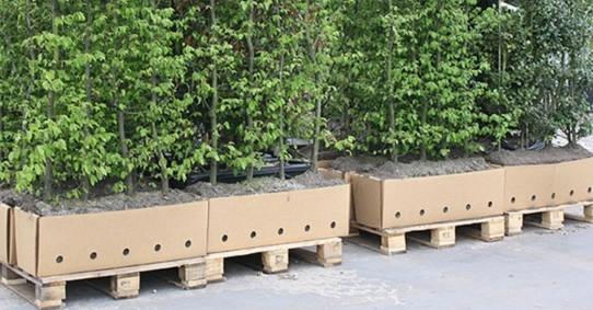 Kant-en-klaar haag planten