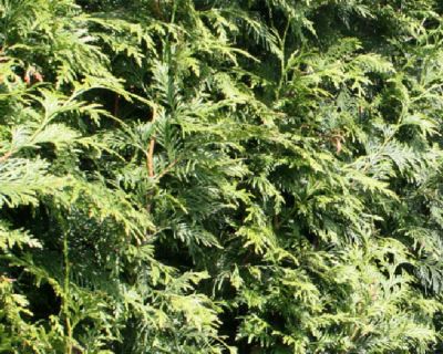 Reuzenlevensboom 'Excelsa'