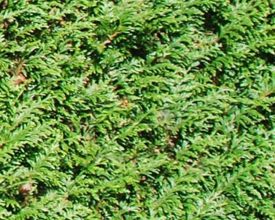 Reuzenlevensboom 'Atrovirens'