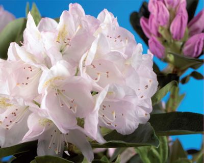 Rhododendron 'Cunningham's White'