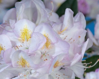 Rhododendron 'Gomer Waterer'