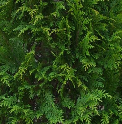 Gele Californische cipres 'Stardust', extra kwaliteit