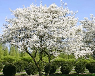 Krentenboom