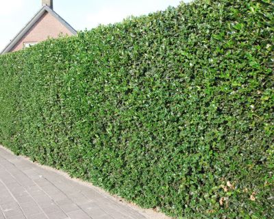 Gewone hulst