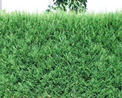 Groene leylandii conifeer