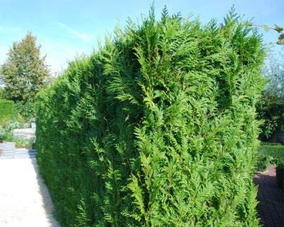 Westerse Levensboom 'Brabant'