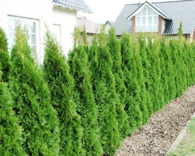 Westerse Levensboom 'Smaragd'