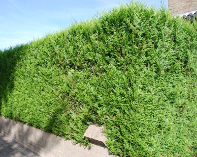Reuzenlevensboom 'Martin'
