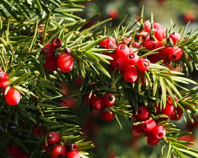 Taxus media 'Hicksii'