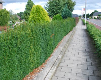 Taxus media 'Hillii'