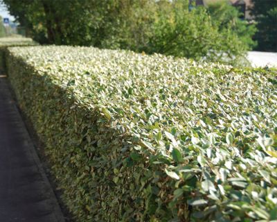 Olijfwilg (elaeagnus)