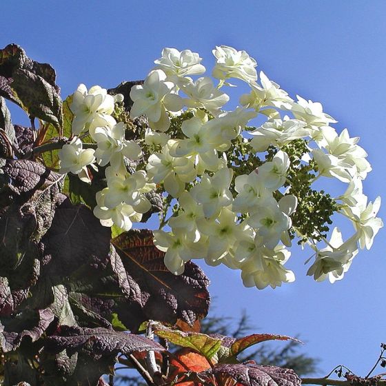 Hortensia in pot