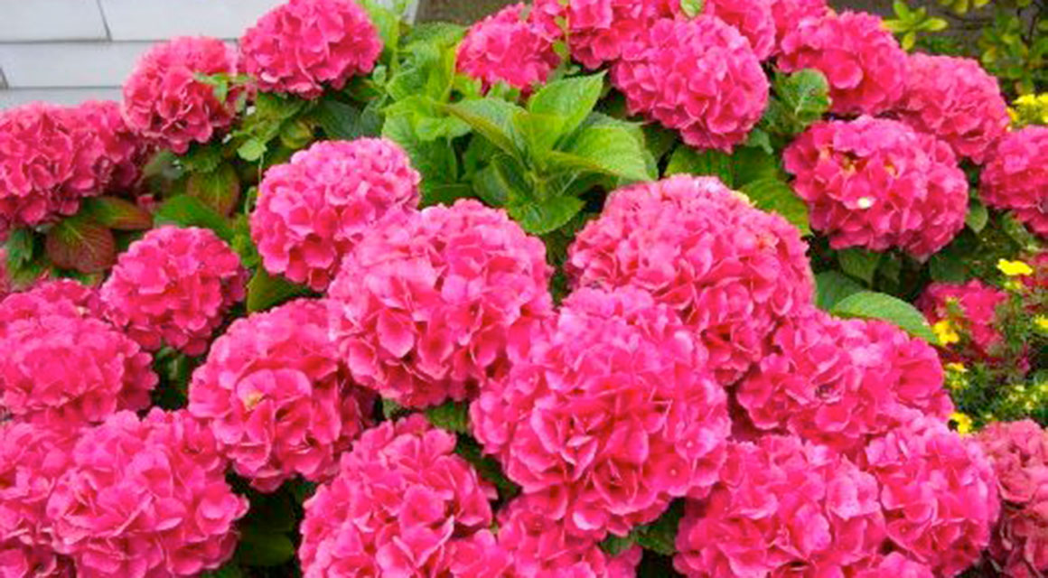 Hortensia border
