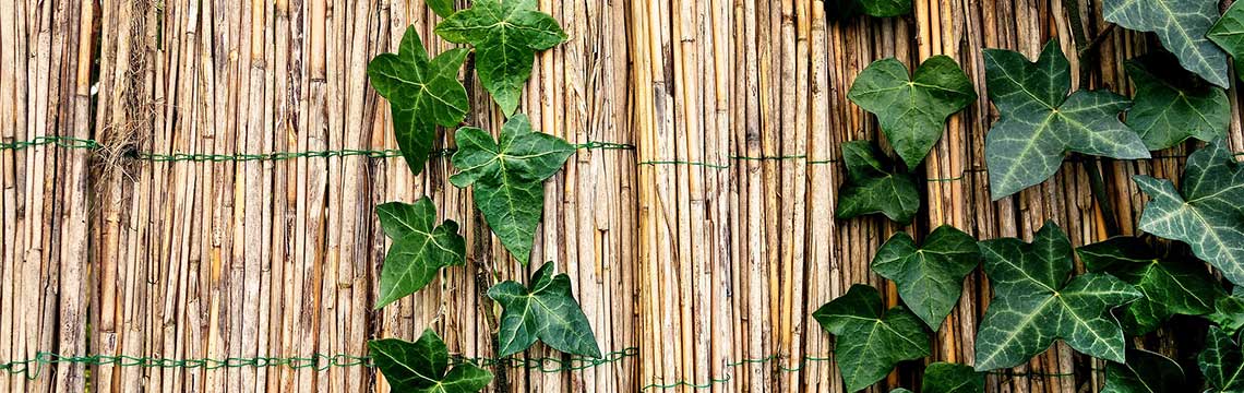Haag bestaande tuin afscheiding plaatsen