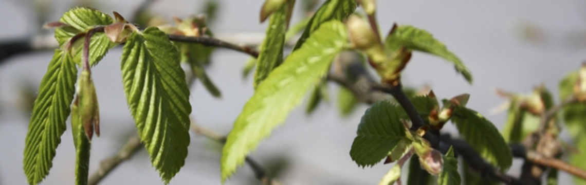 Inheemse haagplanten bestellen