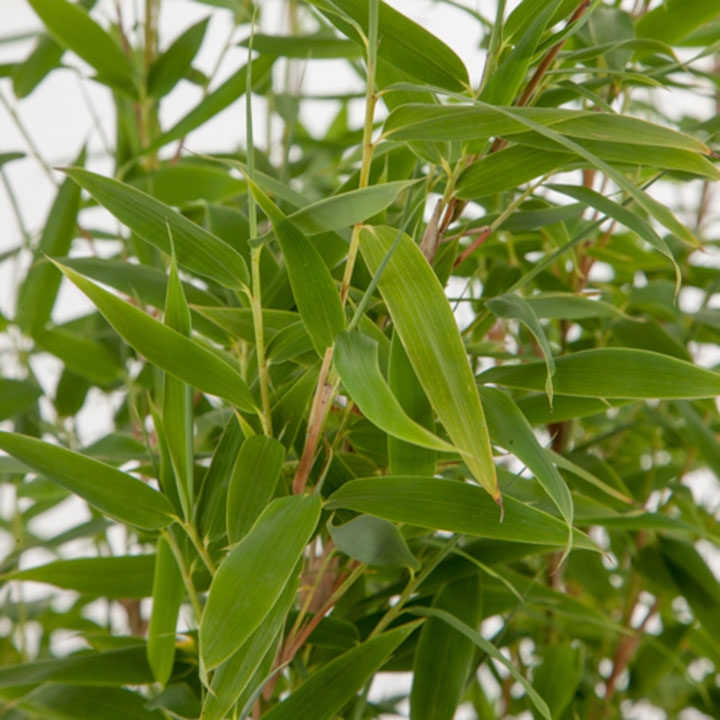 Bamboe bij Tuinplanten.nl Bamboe bij Tuinplanten.nl