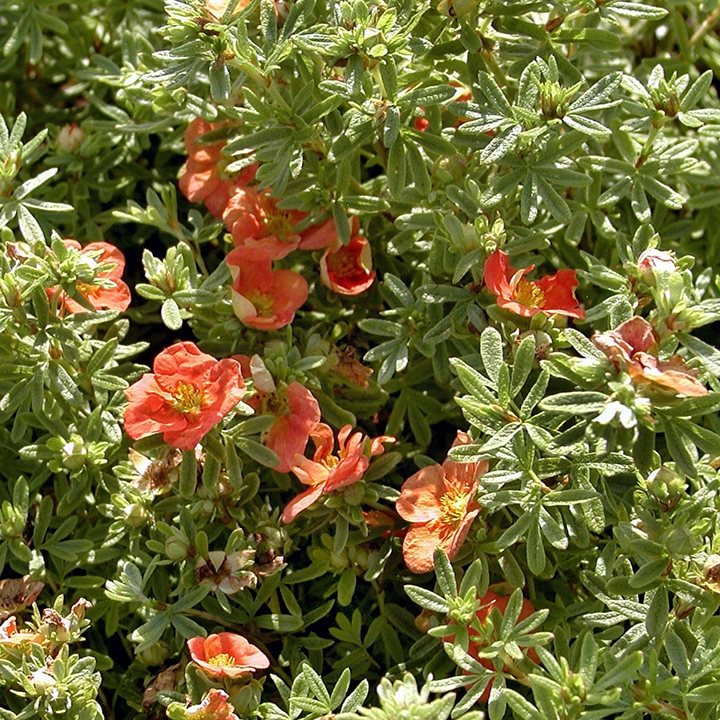 Bloeiende haagplanten Bloeiende haagplanten