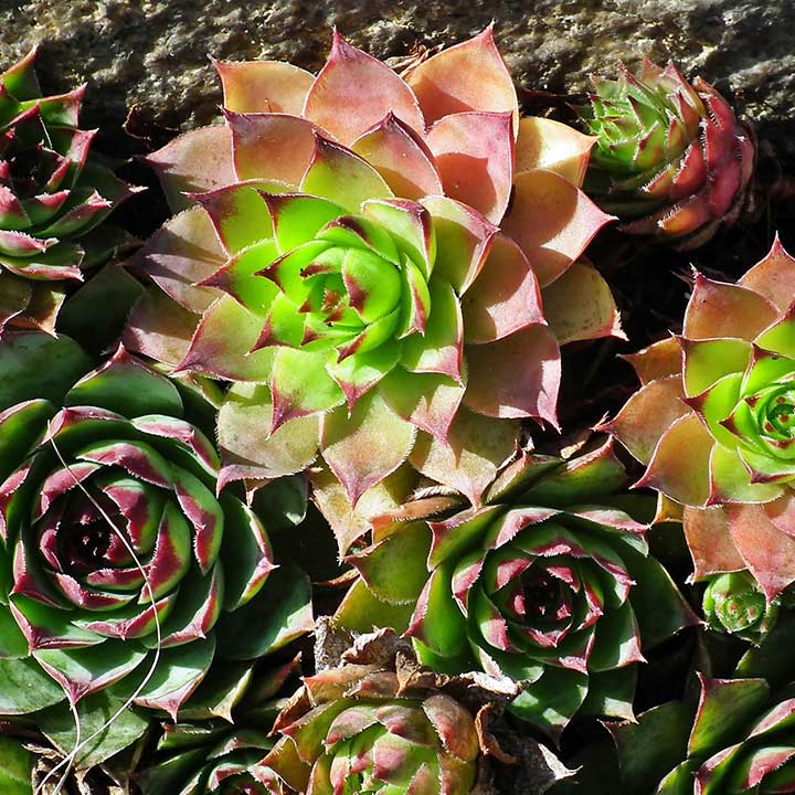 bodembedekkers-sedum