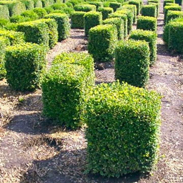 Buxus door het jaar heen
