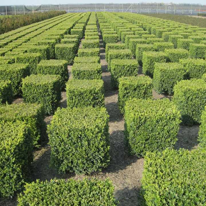 Buxushaag na het planten