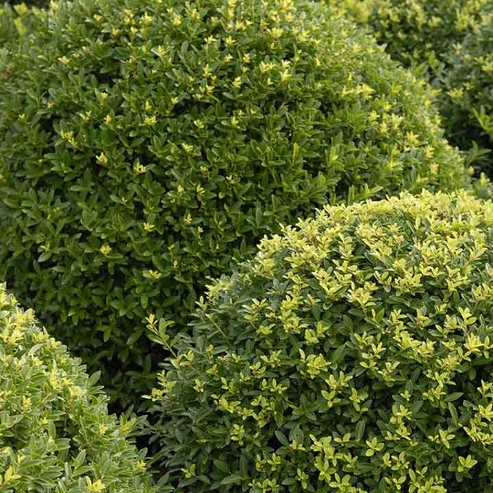 Welke buxusvervanger past bij mijn tuin?
