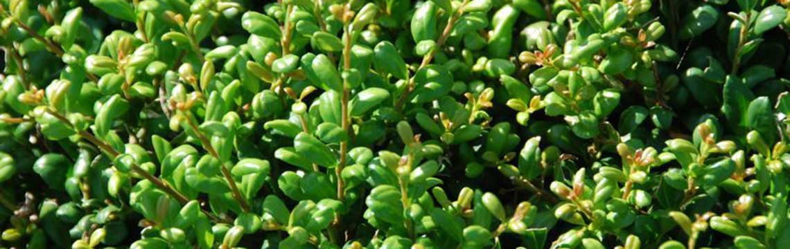 Welke buxus vervangers zijn er