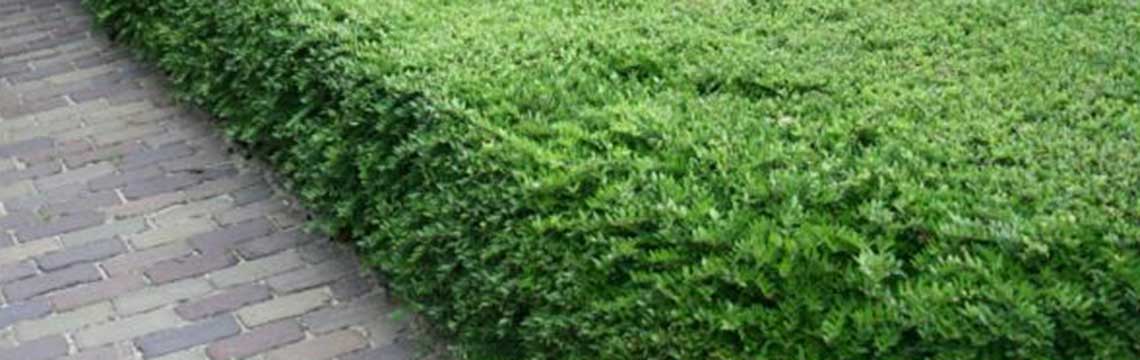Chinese kamperfoelie Lonicera nitida