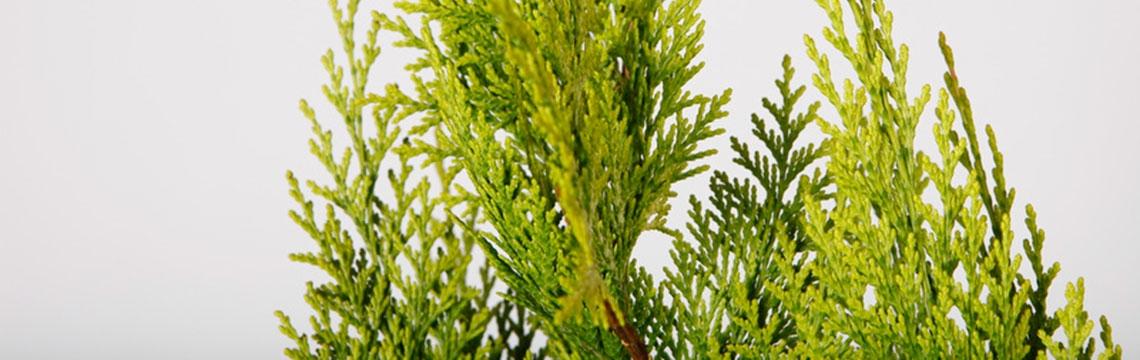 Coniferen kopen in de webshop van Tuinplanten.nl Coniferen kopen in de webshop van Tuinplanten.nl
