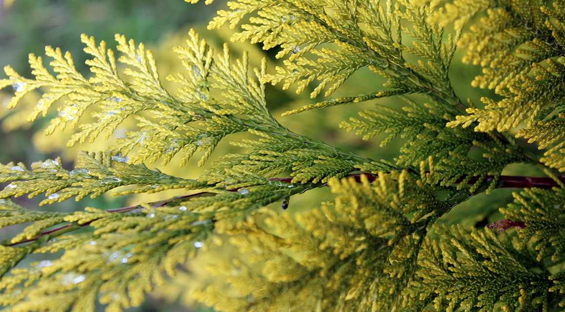 Coniferenhaag planten in oktober