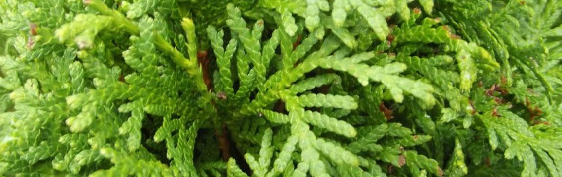 Extra planttips thujahaag Extra planttips thujahaag