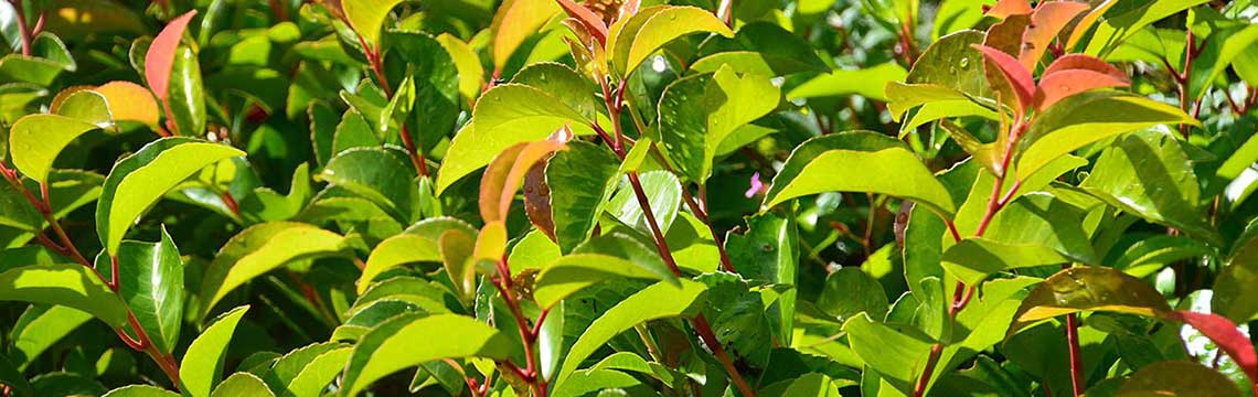 gezonde laurierhaag planten