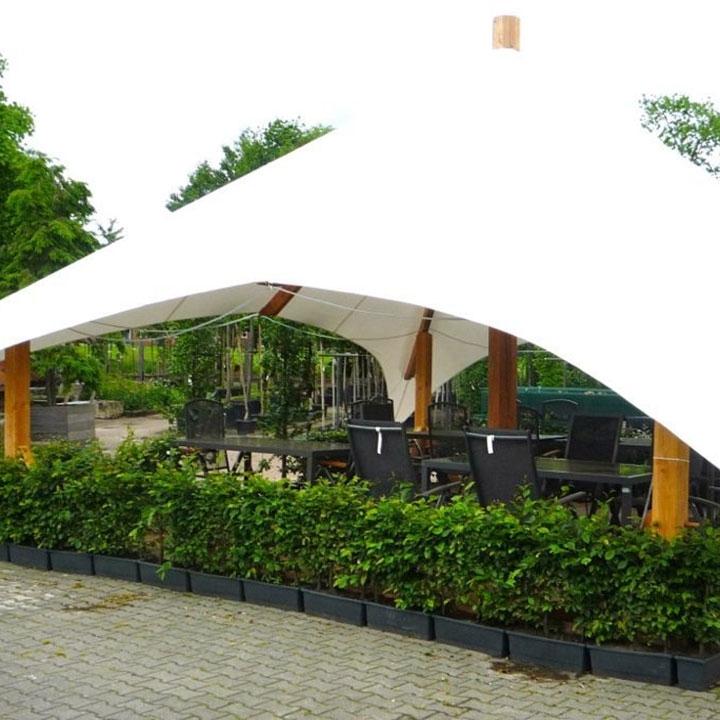 Haag planten online