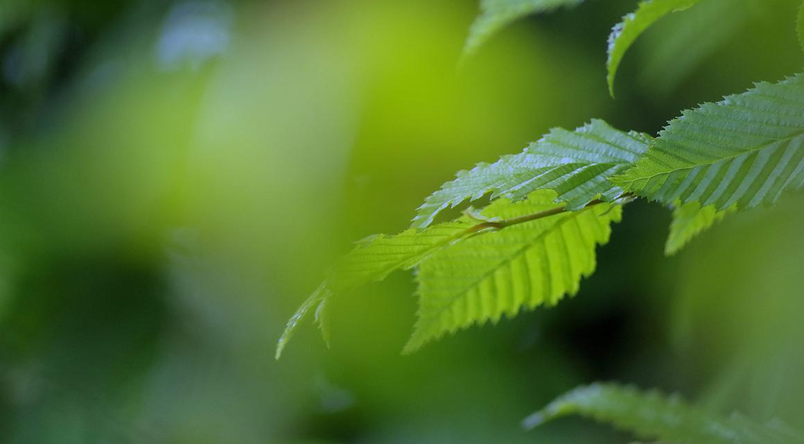 haagbeuk niet veeleisende haagplant
