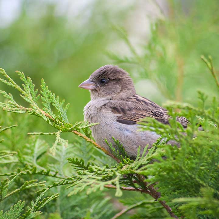 haagpakket vogels
