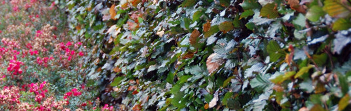 Haagplanten voor beschutting online kopen Haagplanten voor beschutting online kopen